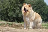 CHIEN FINNOIS DE LAPONIE 727